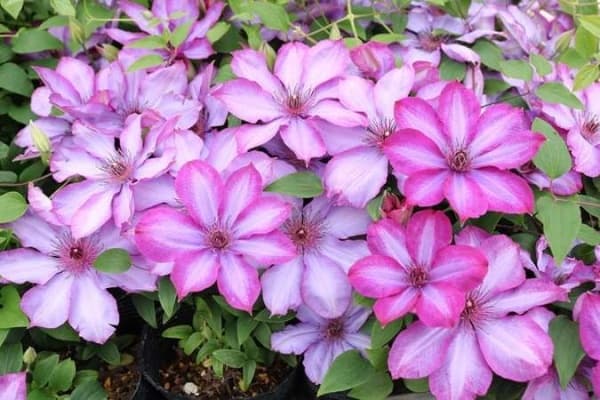 Клематис Violet Cocktesia
