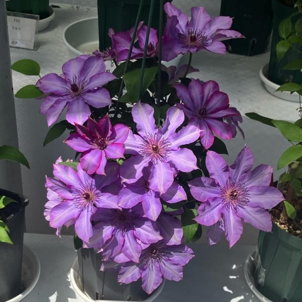 Клематис Violet Cocktesia