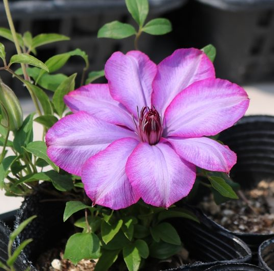 Клематис Violet Cocktesia