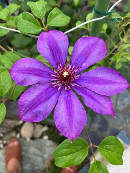 Клематис Violet Cocktesia