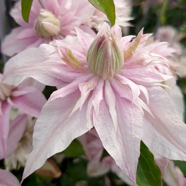 Клематис Sakura-no-Yosei