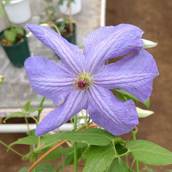 Клематис Sumika