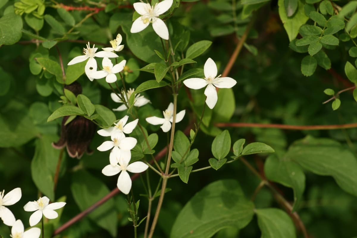 Клематис sichotealinensis K.P.Ulanova