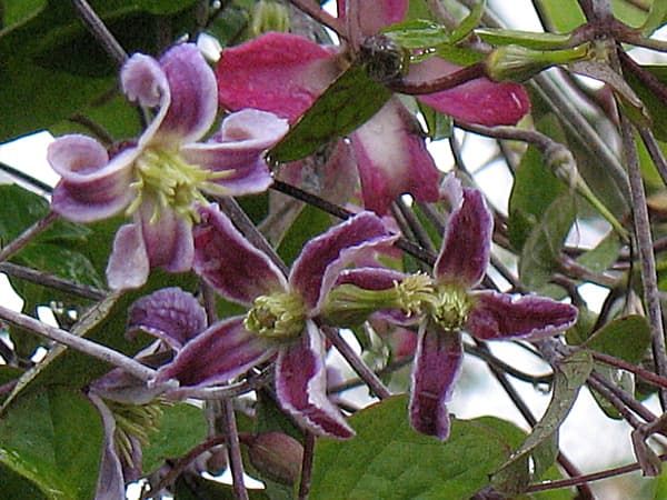 Клематис Keith Treadaway