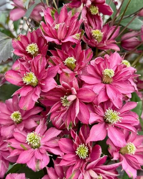 Клематис Double Raspberry Truffle ('Hyfatis08') 