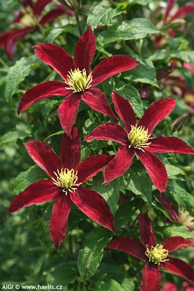 Клематис Glorious Red 'Zo23015'