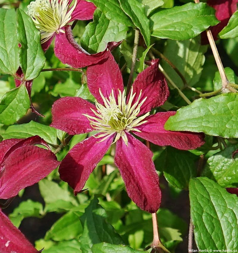 Клематис Glorious Red 'Zo23015'