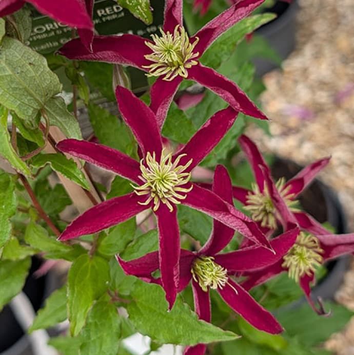 Клематис Glorious Red 'Zo23015'