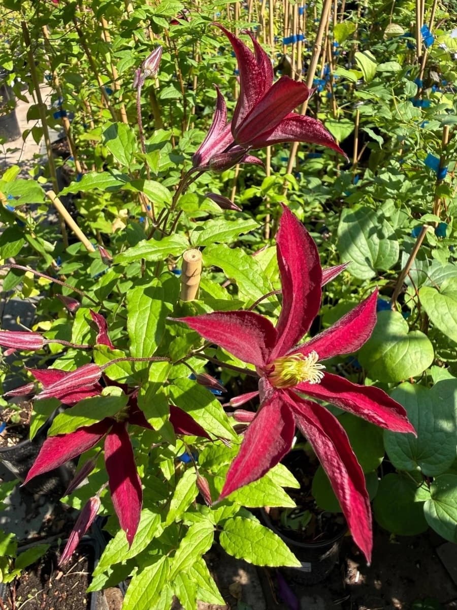 Клематис Glorious Red 'Zo23015'