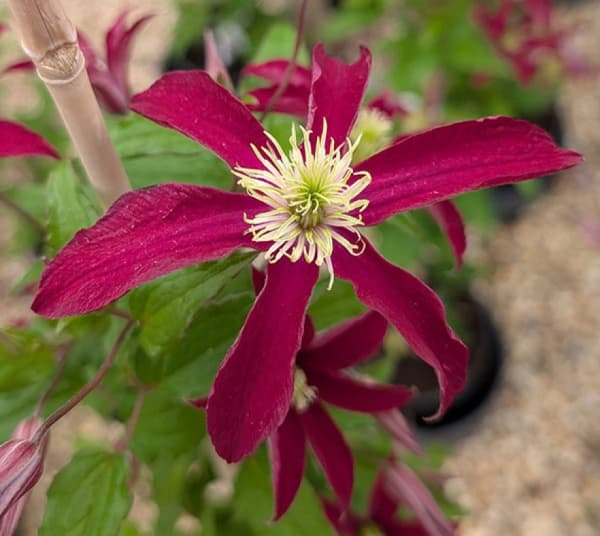Glorious Red 'Zo23015'