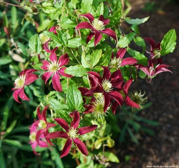 Клематис Glorious Red 'Zo23015'