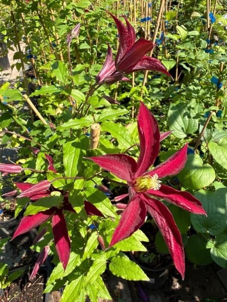 Клематис Glorious Red 'Zo23015'