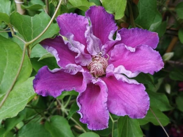 Baroness Fookes ('EviGsy156')